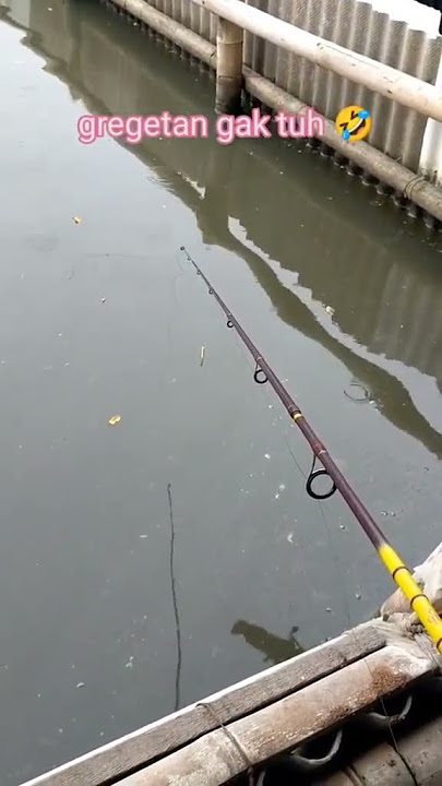 isyarat pelampung ikan mas makan umpan #mancing #pelampungngetrik #ikanmas #shorts