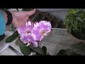 Обзор орхидей 12. 20.