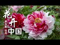 花开中国 第五集 牡丹 CCTV纪录 花开中国 第五集 牡丹 CCTV纪录