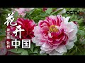 《花开中国》第五集 牡丹 | CCTV纪录