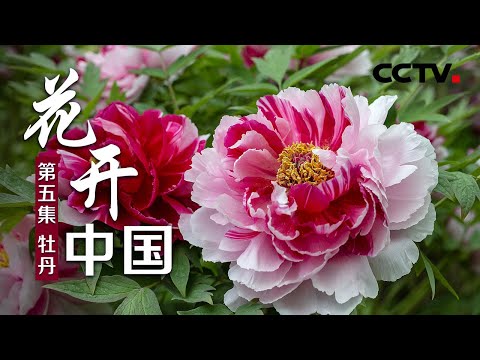 花开中国 第五集牡丹 Cctv纪录 Youtube