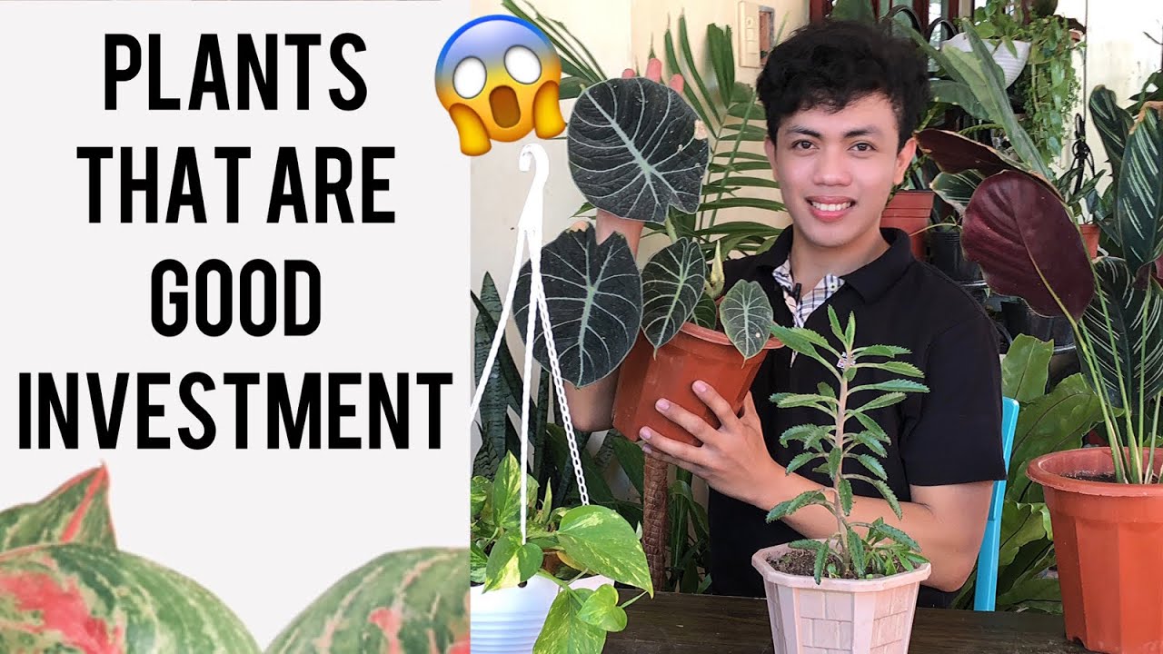 HALAMAN NA MAGANDA PAMUHUNAN | INDOOR PLANTS THAT ARE GOOD FOR INVESTMENT  PART 1