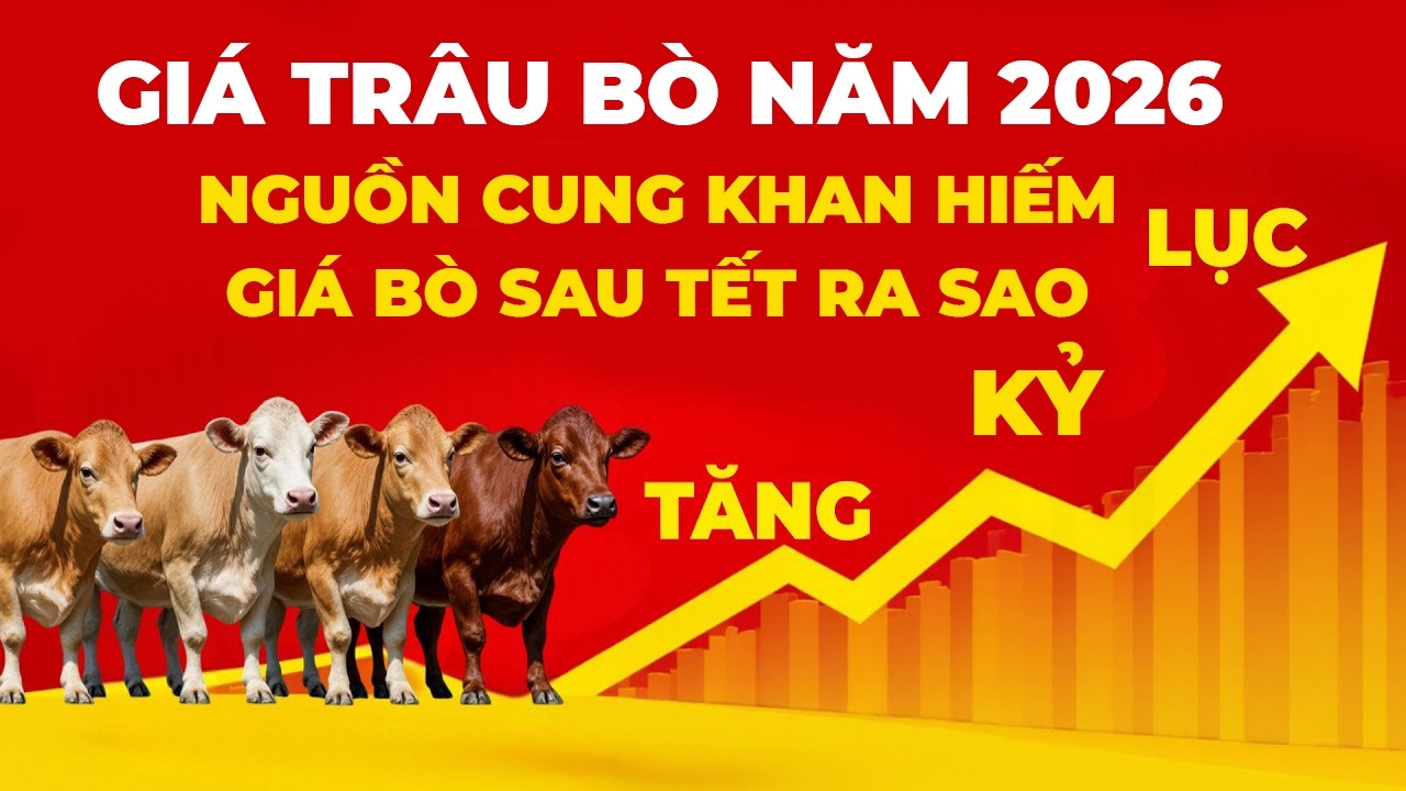 Nguồn Cung Khan Hiếm, Giá Bò Hơi Tăng Trở Lại Sau Dịch