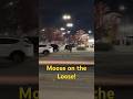 Moose on the loose Edmonton, October 2024