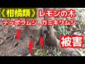 (柑橘類)レモンの木 テッポウムシによる虫食い被害の治療 #テッポウムシ #カミキリム #レモン #カットバスターHI #トップジン