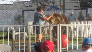 Welde's Bear Show Kansas State Fair 2013