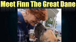 Finn the Great Dane's Day at the Farmers Market