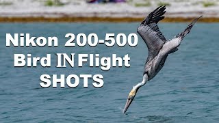 Nikkor 200mm-500mm - Birds In Flight Performance - Royal Terns Black Skimmers and Sea Slugs