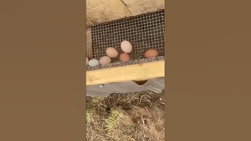🥚DIY Roll Away Nesting Boxes🥚