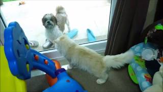 Alex Prin Braun Candy Cat and Jacob the dog (2 years 6 months old)