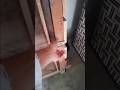 DAY=6 #shorts #pets #pigeon #dailyvlog #trending #animals #petvlog #tranding #hens #cage #chicken.