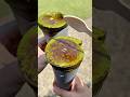 パリ&トロの濃厚抹茶クレープ🍵