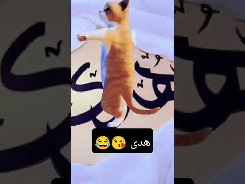 هدى ياهدى    هدى سعد  
