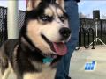 McAllen Dog Park - En Español McAllen Dog Park - En Español