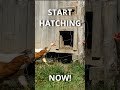 Start Your Chicken Journey Now