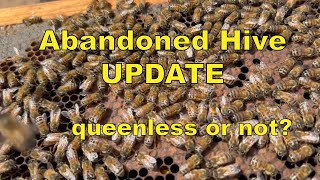 Abandoned Beehive Update - Queenless or not we find out if these honey bess rebounded or not