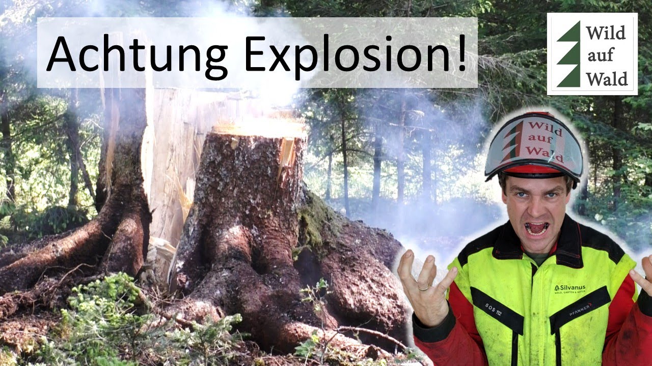 🌲Baumstümpfe weggesprengt! 💥GEWALTIGE Sprengung für den Weltrekord 