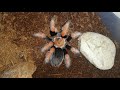 Моя коллекция пауков 🕷️🕸️