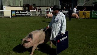 Moch - Pencympwriaeth Benywaidd | Pig Female Championship