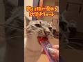 最高の夜食を知ってしまった猫がこちらです【保護猫ジルベール】 #cat #ネコ #保護猫