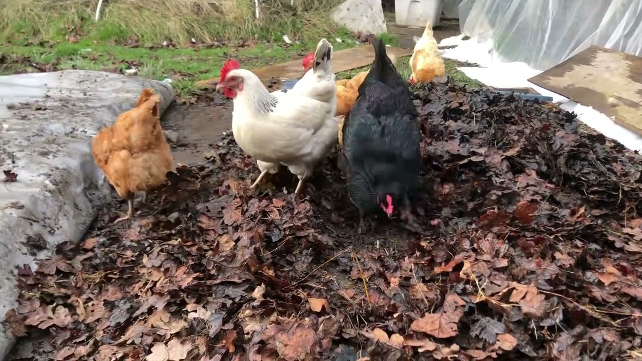 Pumpkin, Phoenix and the rest of the flock looking for worms