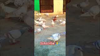Kasni Pigeon Only Show