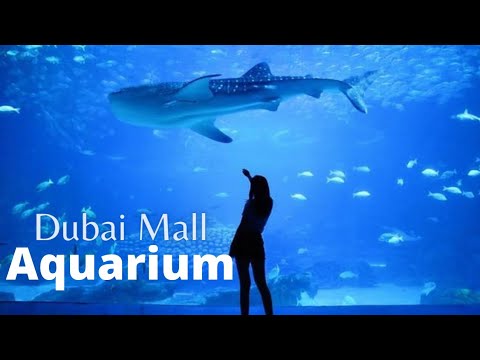 Dubai Mall Aquarium | Beautiful Aquarium In Dubai Mall, Dubai, UAE | Life Travel by Kris | #Shorts