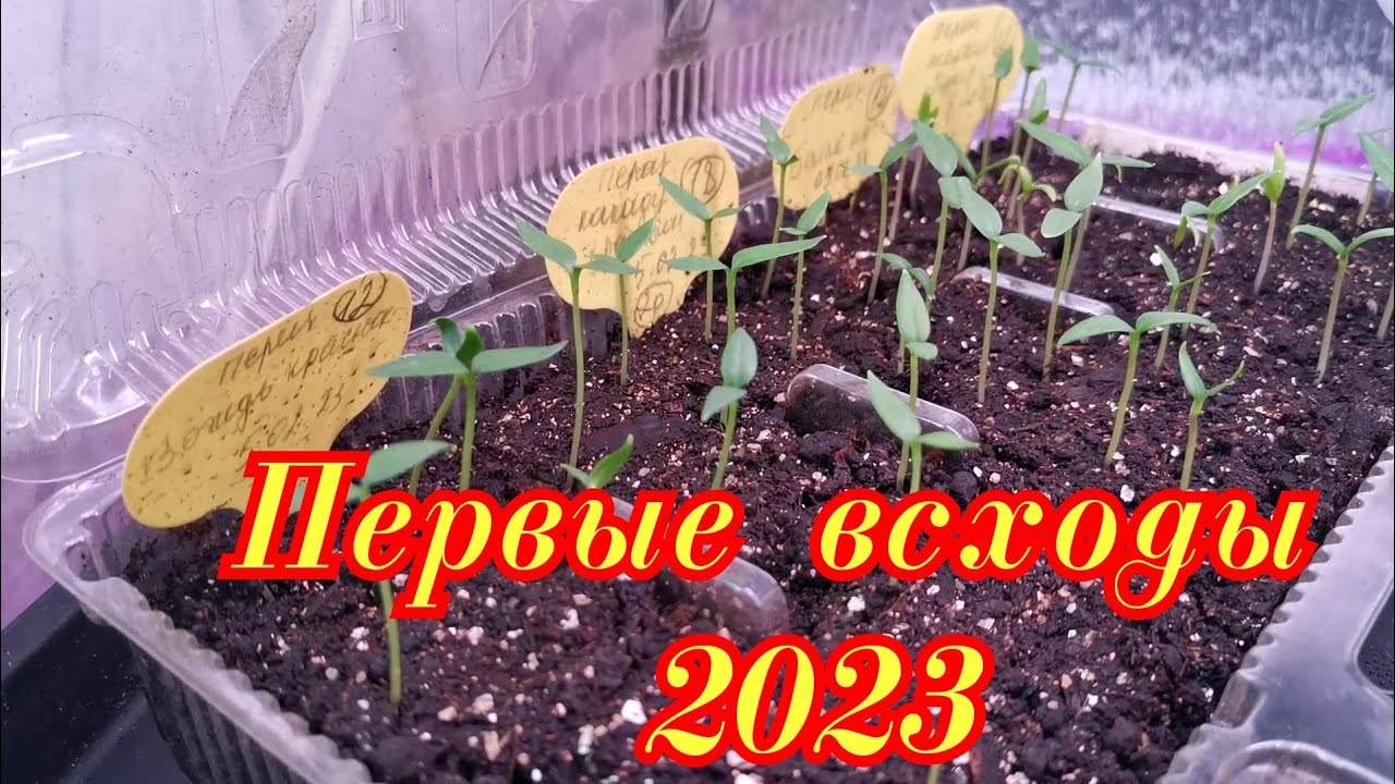 Какого числа сажать перец в феврале 2024. Цветы рассада. Мини парник для рассады. Всходы перца. Когда сеять семена на рассаду.