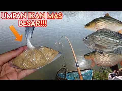 Umpan Ikan Mas Paling Ampuh!!!(ikan semua suka)