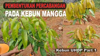 PEMBENTUKAN PERCABANGAN KEBUN MANGGA