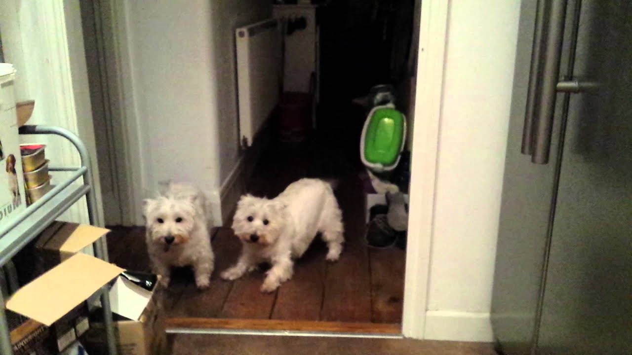 Westie Breakfast Dance