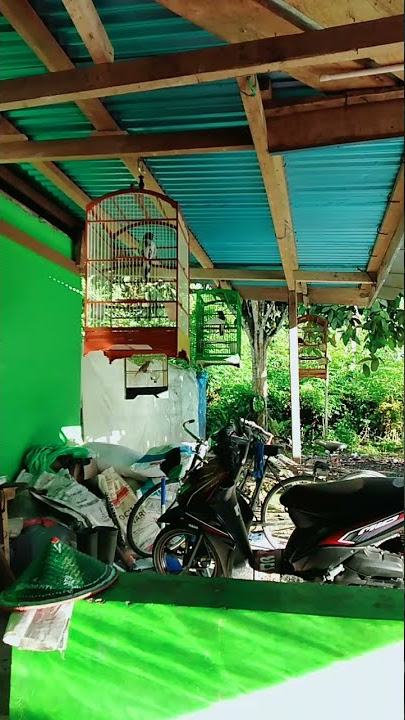 uniky jagal Manokwari bisa menirukan suara jagal area lain