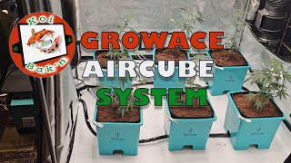 Growace | AirCube Active Oxygen Ebb and Flow Grow System | Ep 5