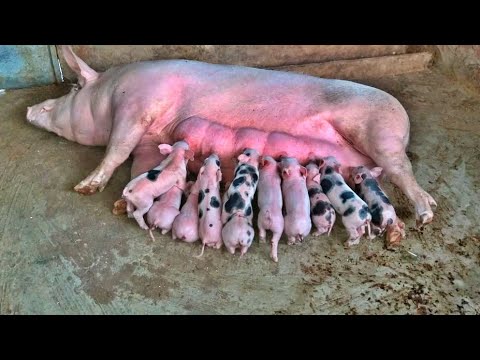 Vídeo: Carrossel De Animais De Estimação, Orelhas De Porco, Cascos De Carne Recuperados