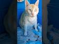 СГЛАЗ СУЩЕСТВУЕТ . #cat