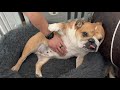 Birdie holds down the fort at Casa de Pig | ENGLISH BULLDOG