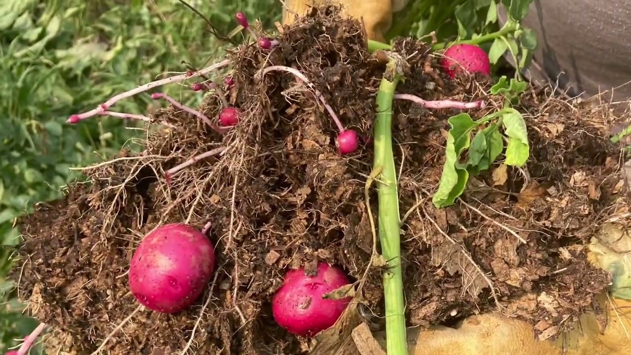 How to Build a No Dig Garden