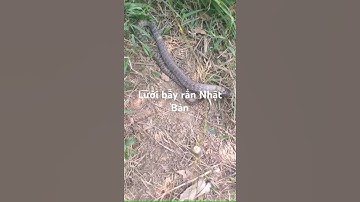 Cung cấp lưới bẫy rắn sợi 3 thương hiệu Nhật Bản