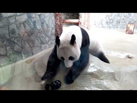 Приколы с животными - панды/Funny baby panda 🐼🐼