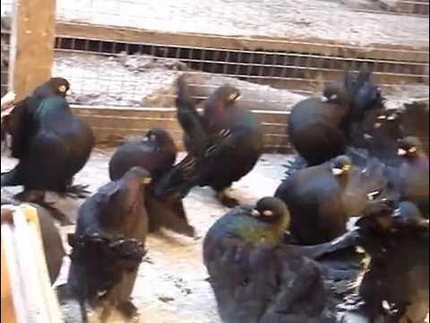 Ростовские чилики