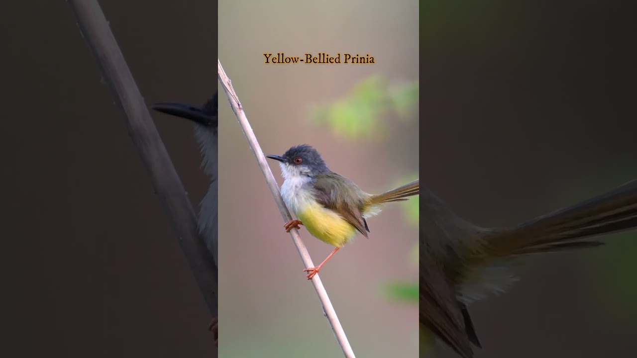 OMG😳… Tail dancing on music 