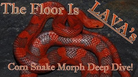 LAVA - The Most Purple of the Hypo Types! Corn Snake Morph Deep Dive