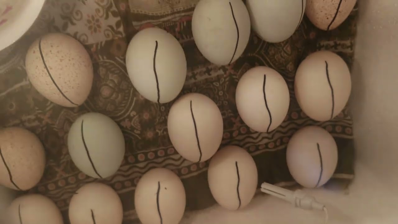 #incubator#2026 #birds 