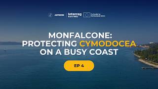 Monfalcone : Protecting Cymodocea nodosa in a busy coast | Docuserie ARTEMIS (Ep. 4)