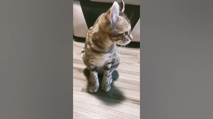 Video 41171: lynx bengal mix kittens, highland lynx bengal mix, bengalcat cat cute kitten, sweet bengal kitten, female bengal kitten, beautiful bengal kittens