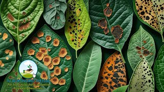 "Clavibacter, Xanthomonas y Alternaria: Diferenciación y control de estas enfermedades comunes"