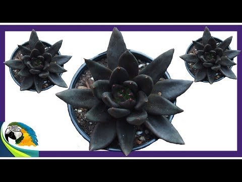 Vídeo: O que é uma planta Black Knight: Saiba mais sobre o Black Knight Echeveria Care