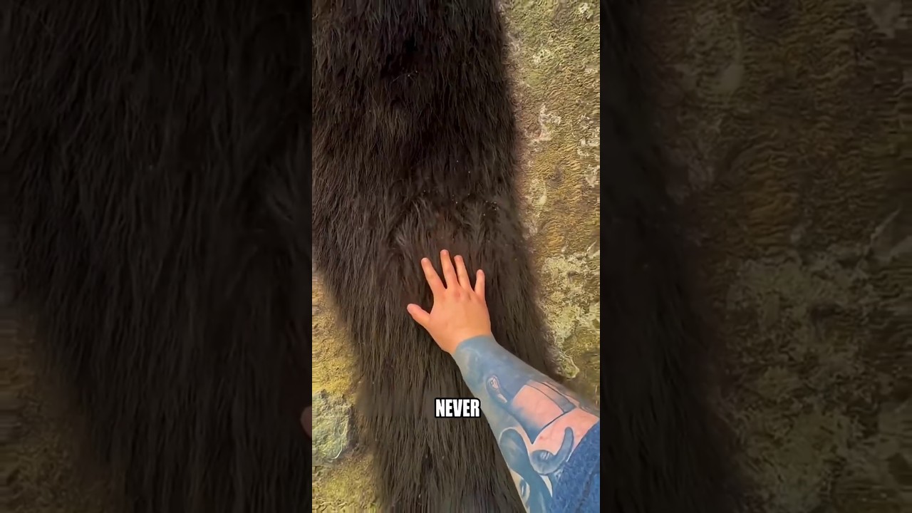 Never Do This With Animals (Most People Get It Wrong)