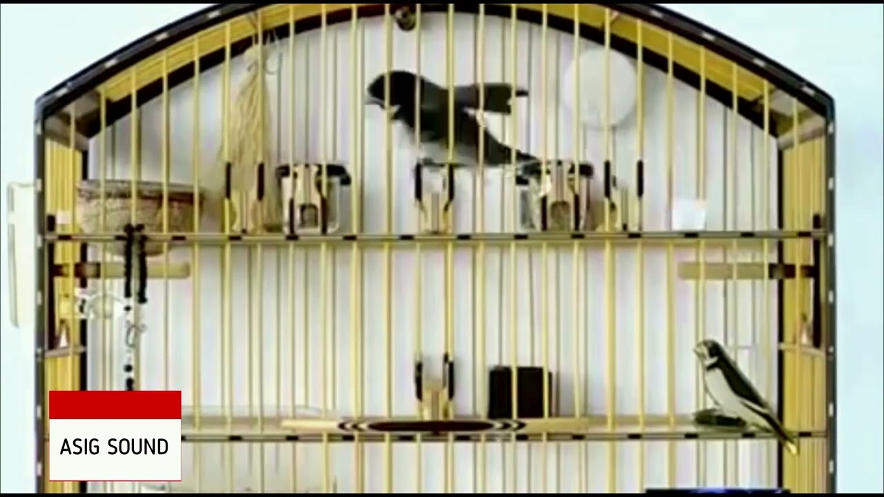 Encarte Coleiro Velox x Velocista (Tui Tui Zel Zel) - 3h  