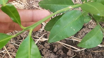 Cách phân biệt bưởi ruby | nhận biết bưởi ruby thai lan | 0788922144